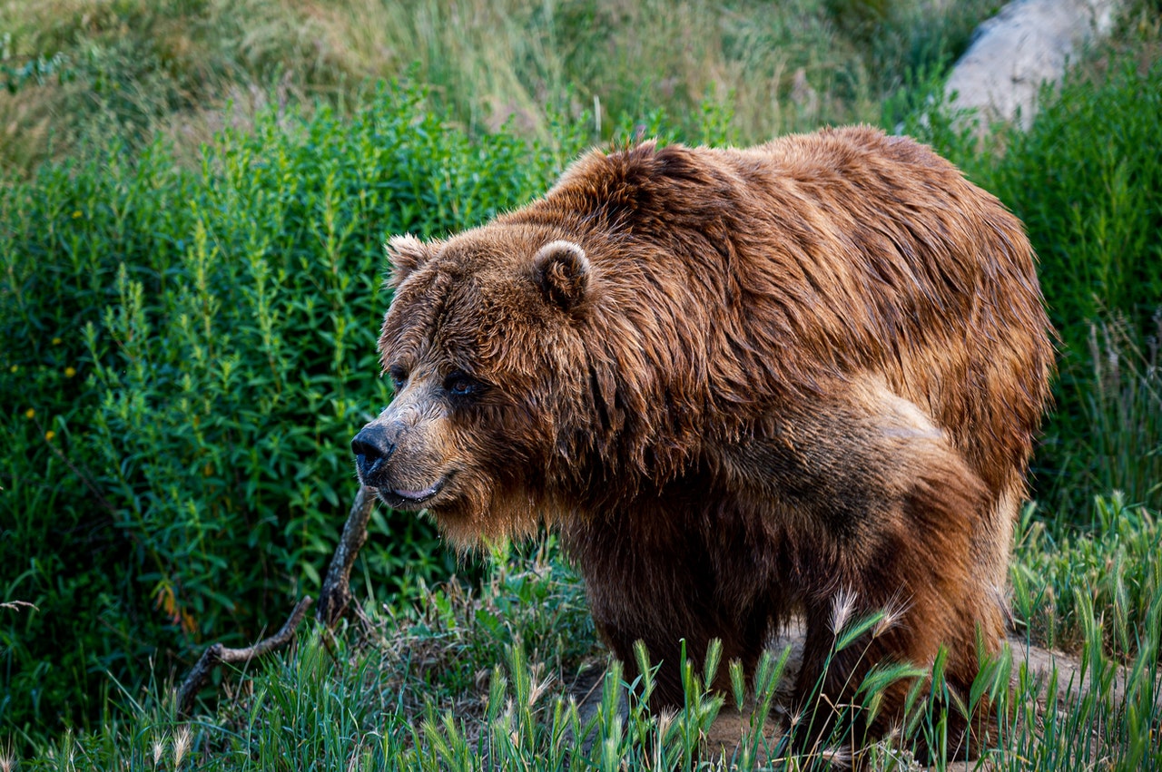 Алтайский бурый медведь